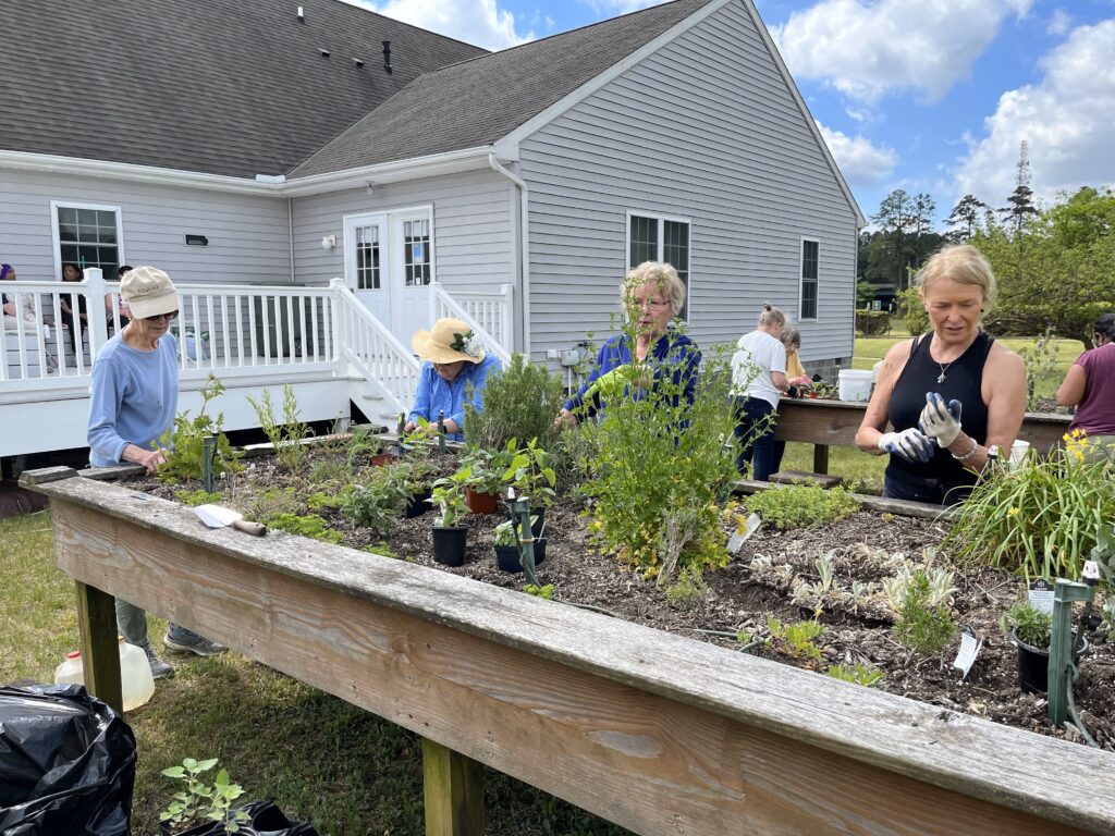 Our Salisbury seniors planting flowers in the garden.